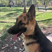 Home Owner wanting sitter in Townsville , Queensland