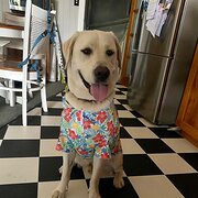 Home Owner wanting sitter in Dalby, Queensland