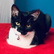 Home Owner wanting sitter in Parramatta, New South Wales