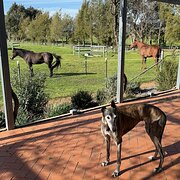 Home Owner wanting sitter in Canberra, New South Wales