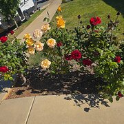 Home Owner wanting sitter in Wagga wagga , New South Wales