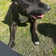 Home Owner wanting sitter in , Western Australia