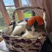 Home Owner wanting sitter in Devonport, Tasmania