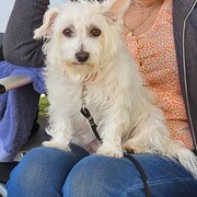 Home Owner wanting sitter in Perth, Western Australia