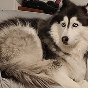 Home Owner wanting sitter in Melbourne , Victoria