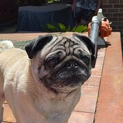 Home Owner wanting sitter in Adelaide, South Australia