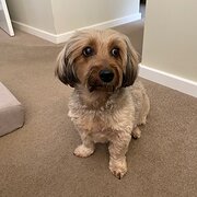 Home Owner wanting sitter in Perth, Western Australia