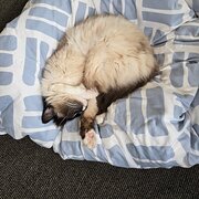 Home Owner wanting sitter in Melbourne, Victoria