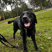 Home Owner wanting sitter in , Queensland