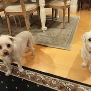 Home Owner wanting sitter in Brisbane, Queensland