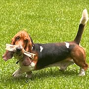 Home Owner wanting sitter in Toowoomba, Queensland