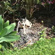 Home Owner wanting sitter in Cairns, Queensland