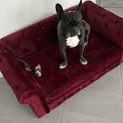 Home Owner wanting sitter in Taree, New South Wales