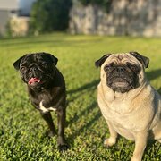 Home Owner wanting sitter in , Queensland