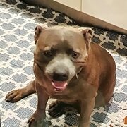 Home Owner wanting sitter in Maroochydore , Queensland