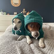 Home Owner wanting sitter in Perth, Western Australia