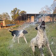 Home Owner wanting sitter in Mackay, Walkerston, Queensland