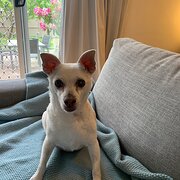 Home Owner wanting sitter in Canberra, Australian Capital Territory