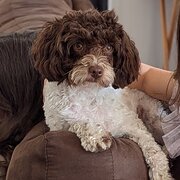 Home Owner wanting sitter in , Queensland