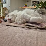 Home Owner wanting sitter in Canberra , Australian Capital Territory