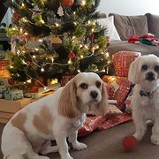 Home Owner wanting sitter in Brisbane's western suburbs, Queensland