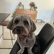 Home Owner wanting sitter in Brisbane, Queensland