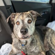 Home Owner wanting sitter in Rockingham, Western Australia