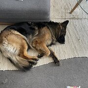 Home Owner wanting sitter in Canberra, Australian Capital Territory