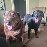 Home Owner wanting sitter in , Victoria