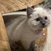 Home Owner wanting sitter in , Queensland