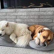 Home Owner wanting sitter in , Western Australia