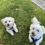 Home Owner wanting sitter in , Victoria