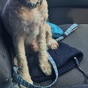 Home Owner wanting sitter in PADBURY, Western Australia