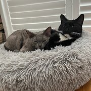 Home Owner wanting sitter in , Western Australia