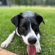 Home Owner wanting sitter in Newcastle, New South Wales