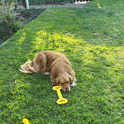 Home Owner wanting sitter in , Victoria