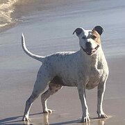 Home Owner wanting sitter in , Western Australia