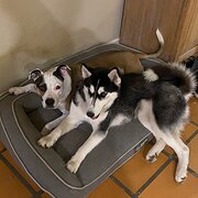 Home Owner wanting sitter in Brisbane, Queensland