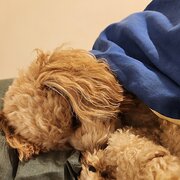 Home Owner wanting sitter in Brisbane, Queensland