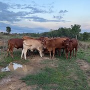 Home Owner wanting sitter in Mackay, Queensland