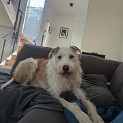 Home Owner wanting sitter in , Western Australia