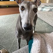 Home Owner wanting sitter in , Victoria