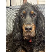 Home Owner wanting sitter in Melbourne, Victoria