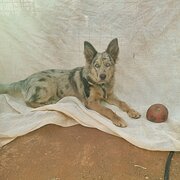 House Sitter - Michelle and Peter