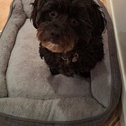 Home Owner wanting sitter in Perth, Western Australia