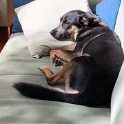 Home Owner wanting sitter in , New South Wales