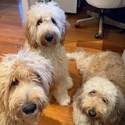 Home Owner wanting sitter in Byron Bay, New South Wales