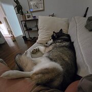 Home Owner wanting sitter in Cairns, Queensland