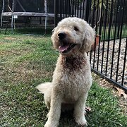 Home Owner wanting sitter in Cairns, Queensland