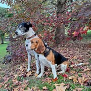 Home Owner wanting sitter in , Queensland